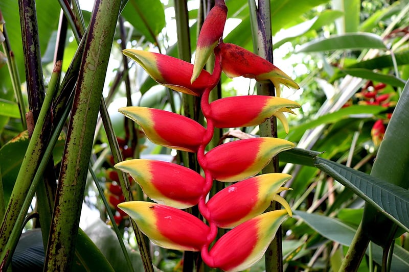 Bromeliad