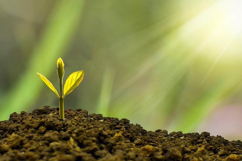 Plant Growth